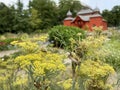 Fennel / Foeniculum vulgare / Fenchel, Fenouil commun, Hinojo, ObiÃÂni komoraÃÂ, KoromaÃÂ, Anason, Divlja mirodija, JaneÃÂ¾, Rezen